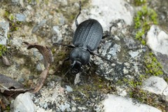 Licinus