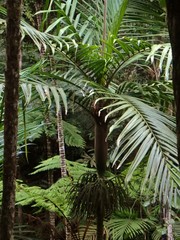 Burretiokentia