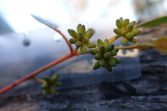 Eucalyptus arenacea