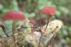 Marasmius haematocephalus