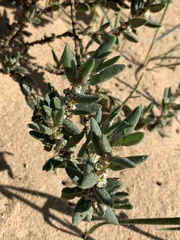 Polygonum maritimum