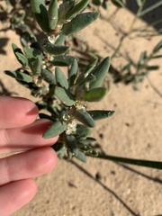 Polygonum maritimum