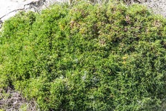 Lycapsus tenuifolius