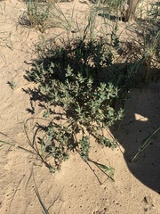 Polygonum maritimum