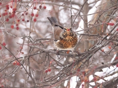 Turdus pilaris