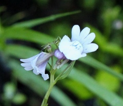 Nemesia elata