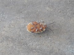 Alagoasa vigintiseptemmaculata