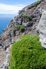 Lycapsus tenuifolius