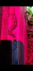 Scolopendra multidens