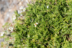 Lycapsus tenuifolius