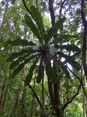 Phelline