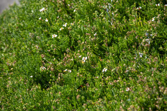 Lycapsus tenuifolius