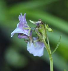 Nemesia elata
