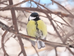 Parus major