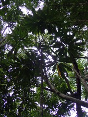 Phelline