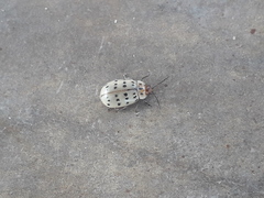 Alagoasa vigintiseptemmaculata