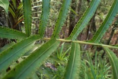 Microsorum vieillardii
