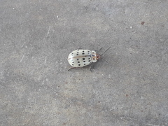 Alagoasa vigintiseptemmaculata