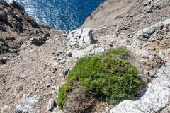 Lycapsus tenuifolius