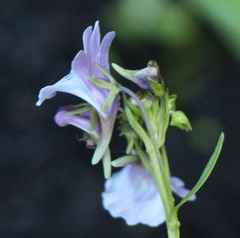 Nemesia elata