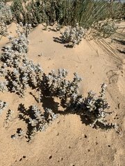 Achillea maritima