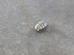 Alagoasa vigintiseptemmaculata