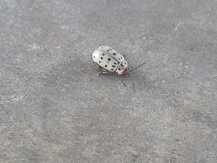 Alagoasa vigintiseptemmaculata