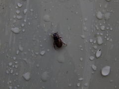 Melinopterus prodromus