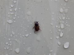 Melinopterus prodromus