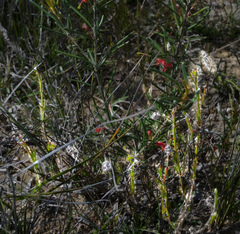 Opercularia acolytantha