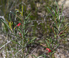 Grevillea dolichopoda