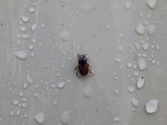 Melinopterus prodromus