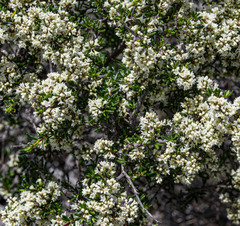 Cryptandra myriantha