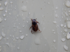 Melinopterus prodromus