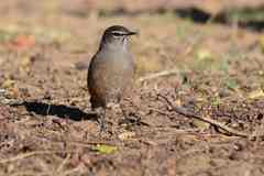 Cercotrichas coryphoeus cinerea