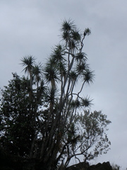 Dracaena ellenbeckiana