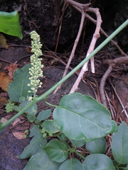 Phytolacca dodecandra