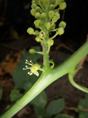 Phytolacca dodecandra
