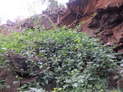 Phytolacca dodecandra