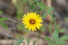 Reichardia tingitana