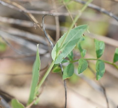Reichardia tingitana