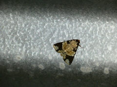 Condica cupentia