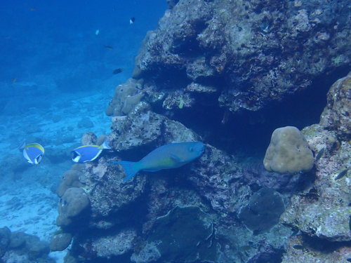 Redlip Parrotfish (Scarus rubroviolaceus)