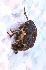 Stenocarus