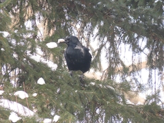 Corvus cornix × corone