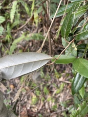 Elaeagnus glabra
