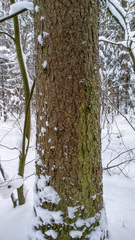 Picea × fennica