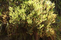 Erica stylaris