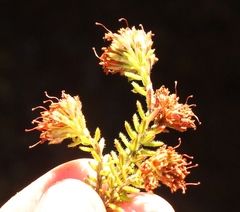 Erica stylaris