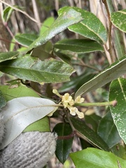 Elaeagnus glabra